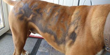 Kedi ve Köpeklerde Kıl Dökülmesi - Alopesi