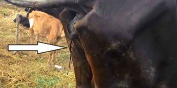 Babesiosis (Piroplasmosis)