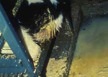 Buzağılarda Cryptosporidiosis