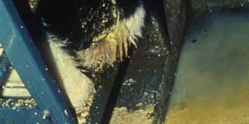 Buzağılarda Cryptosporidiosis