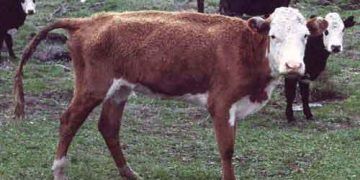 Bakır (Cu) Zehirlenmesi