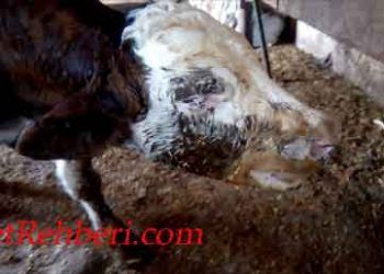 Buzağılarda Enzootik Pneomoni