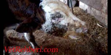 Buzağılarda Enzootik Pneomoni