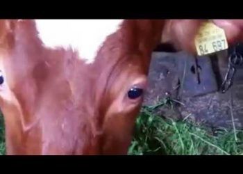 Sığırlarda Kongenital Nystagmus