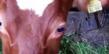 Sığırlarda Kongenital Nystagmus