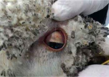 Koyunlarda Bakir Zehirlenmesi