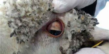 Koyunlarda Bakir Zehirlenmesi