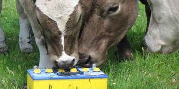 Kurşun (Pb) Zehirlenmesi