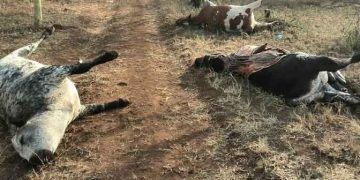 Organik Fosforlu İnsektisid (OFİ) ve Karbamat Zehirlenmeleri