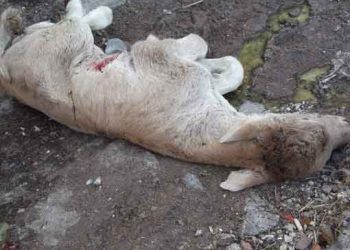 Buzağıların Süt Tetanisi