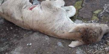 Buzağıların Süt Tetanisi