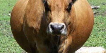 Yağlı Karaciğer Sendromu (Fat Cow) - Lipomobilizasyon