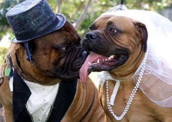 Dişi Köpeklerde Kızgınlık (Çiftleşme) Dönemi