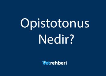 Opistotonus Nedir?