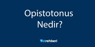 Opistotonus Nedir?