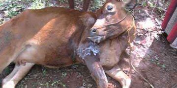 Tuz (NaCl) Zehirlenmesi