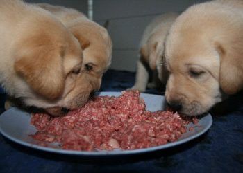 Köpek Yavrularının Beslenmesi