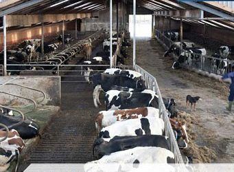 Süt Sığırlarında Hayvan Refahı ve Günışığı