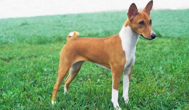 Basenji Köpek Irkı Resimleri