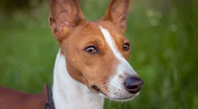 Basenji Köpek Irkı Resimleri