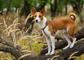 Basenji Köpek Irkı
