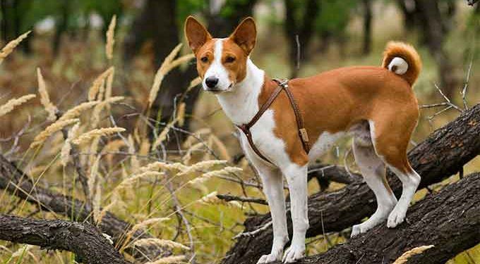 Basenji Köpek Irkı