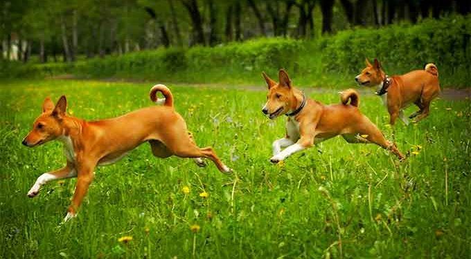 Basenji Köpek Irkı Resimleri