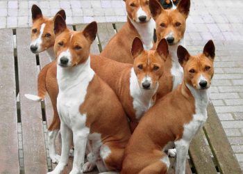 Basenji Köpek Irkı Resimleri