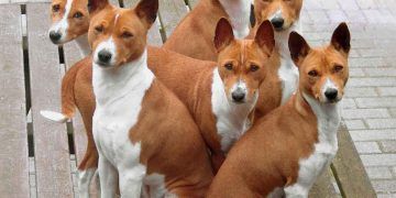 Basenji Köpek Irkı Resimleri