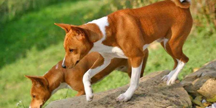 Basenji Köpek Irkı Resimleri