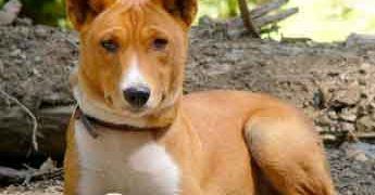 Basenji Köpek Videosu