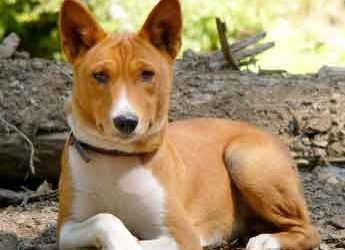 Basenji Köpek Videosu