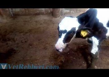 Buzağıların Enzootik Pneumoni Videosu