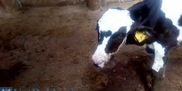 Buzağıların Enzootik Pneumoni Videosu