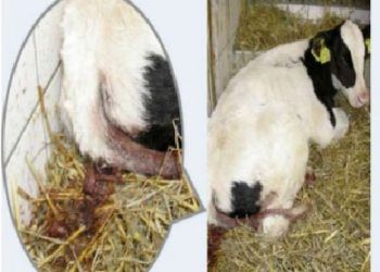 Buzağılarda Coccidiosis