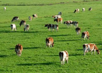 Çiftlik Hayvanlarında Hayvan Refahı Kontrolleri ve Danimarka Uygulamaları
