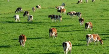 Çiftlik Hayvanlarında Hayvan Refahı Kontrolleri ve Danimarka Uygulamaları