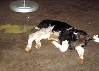 Neonatal Buzağı Ishalleri ve Tedavisi