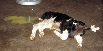 Neonatal Buzağı Ishalleri ve Tedavisi