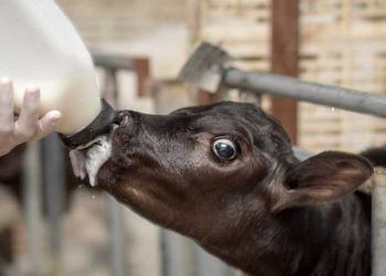 Süt Emen Ruminantlarda Ruminal Drinking