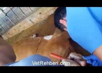 Sığırlarda Dil Operasyonu