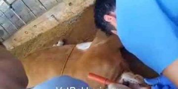 Sığırlarda Dil Operasyonu