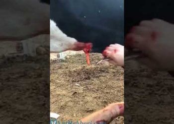 Sığırlarda Trakeotomi Operasyonu