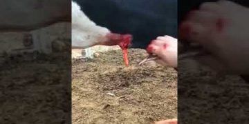 Sığırlarda Trakeotomi Operasyonu