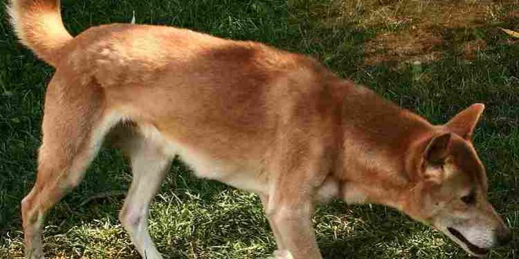 Yeni Gine Şarkıcı Köpeği Resimleri