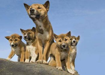 Yeni Gine Şarkıcı Köpeği Resimleri