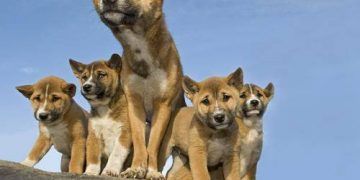 Yeni Gine Şarkıcı Köpeği Resimleri