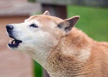 Yeni Gine Şarkıcı Köpeği Resimleri