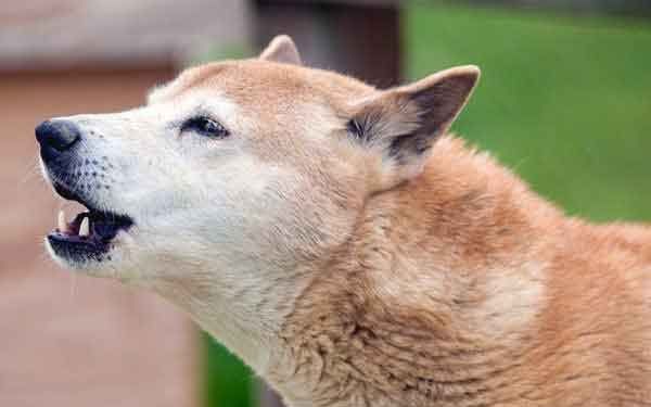 Yeni Gine Şarkıcı Köpeği Resimleri