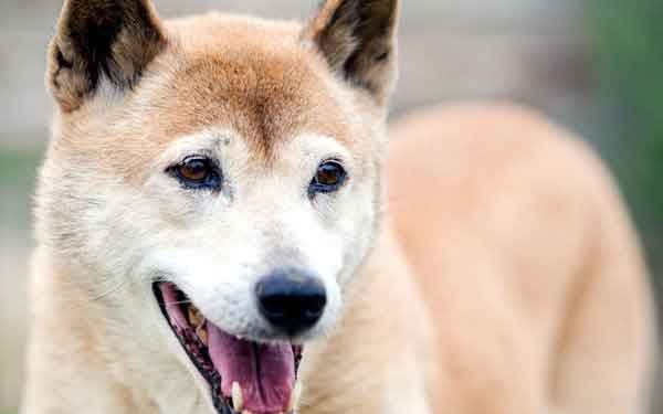 Yeni Gine Şarkıcı Köpeği Resimleri